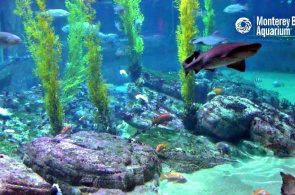 Haie im Monterey Bay Aquarium. Monterey Webcams online