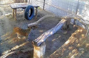 Der fernöstliche Leopard Elisa. Barnaul Zoo Webcam online