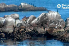 Monterey Bay. Monterey Webcams online