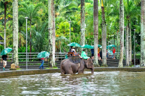 Elefantenpark. Elefantensafari Park. Webcams Bali online