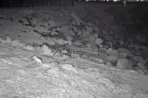 Kolonie kleiner Pinguine (Rezension). Oamaru-Webcams