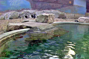 Papua-Pinguin. Szegedi Vadaspark Zoo Webcam online