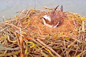 Webcam am Fischadlernest. Webcams Rutland