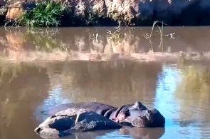Nilpferde im Reservat. Laikipia-Webcams
