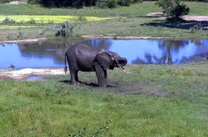 Dort Elefant. Aberdare National Park Webcam online