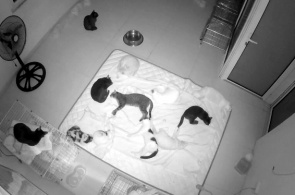 Tierheim "Hanoi Pet Rescue" Webcam online