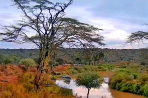 Fluss in Afrika. Laikipia-Webcams