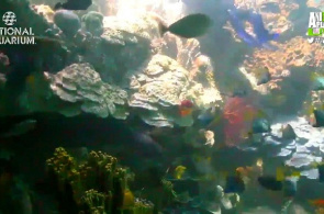 Nationales Aquarium. Korallenriff Webcam online