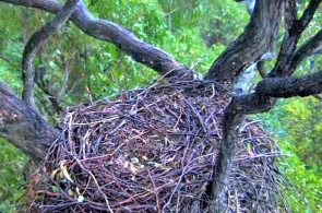 Nest des Seeadlers. Sydney-Webcams